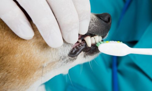 dental-care-dogs