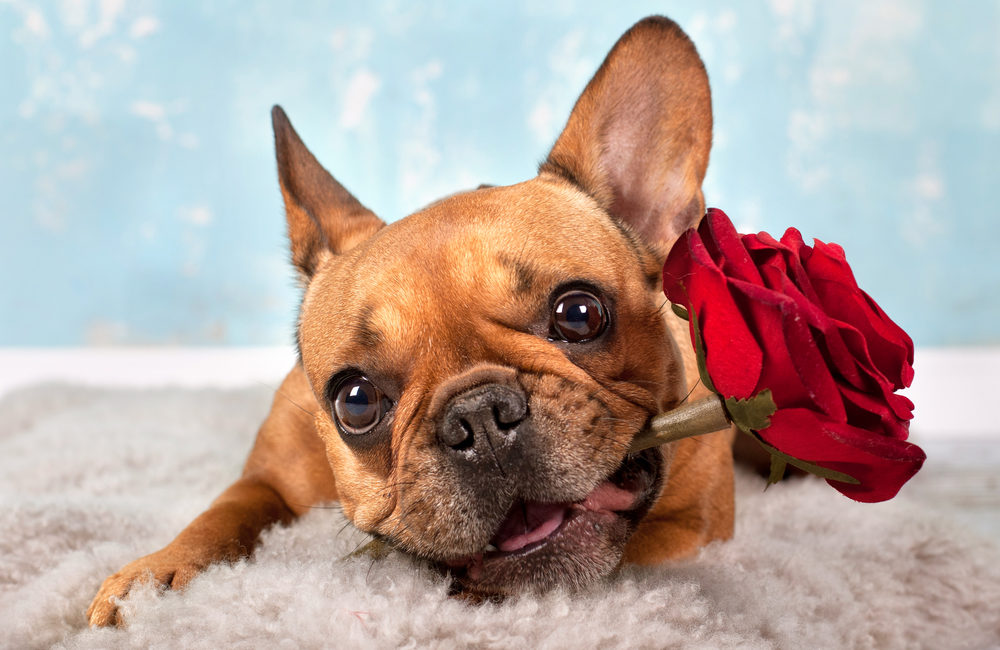 Dog holding a rose