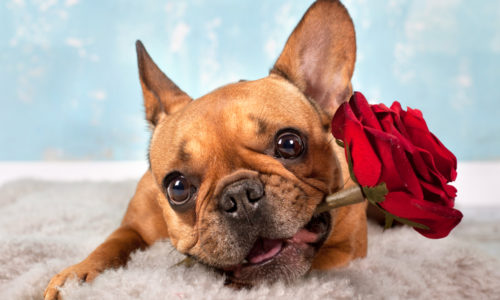 Dog holding a rose