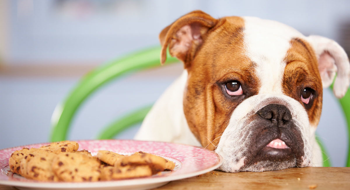 Dog next to a plate of cookies