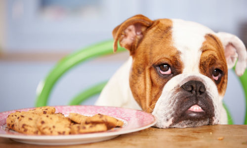 Dog next to a plate of cookies
