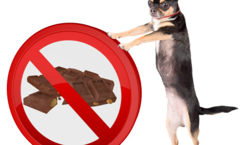 The Dangers of Chocolate for Dogs