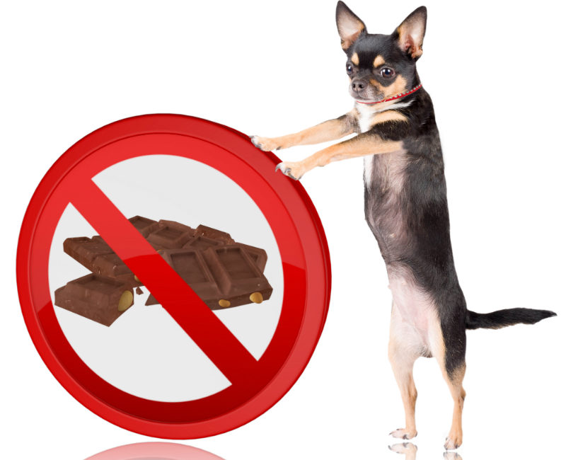 The Dangers of Chocolate for Dogs