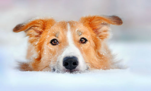 Winter and Your Pets - What You Need to Know