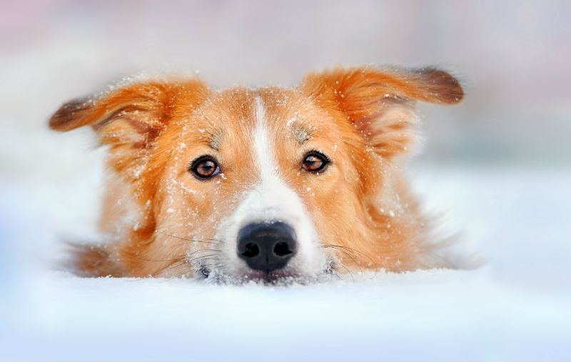 Winter and Your Pets - What You Need to Know