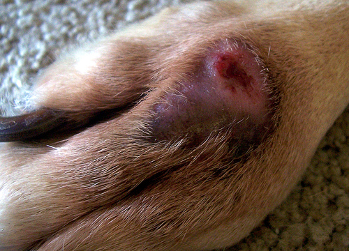 hot spot in dog's ear