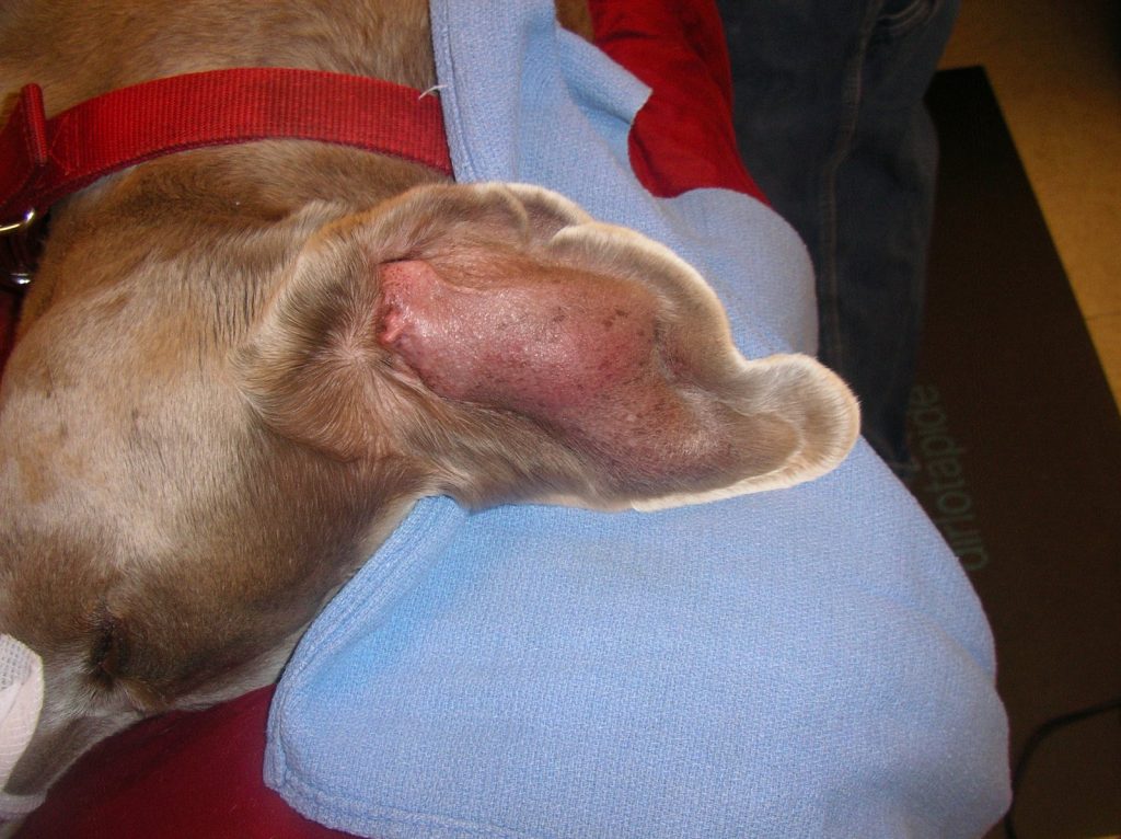 Dog with aural hematoma