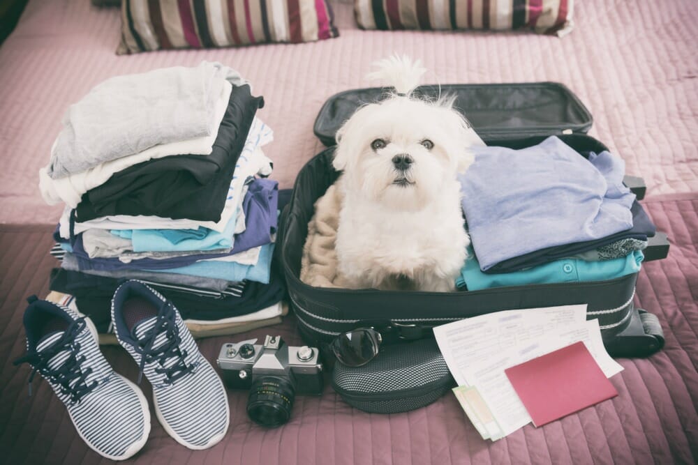 Dog in a suitcase